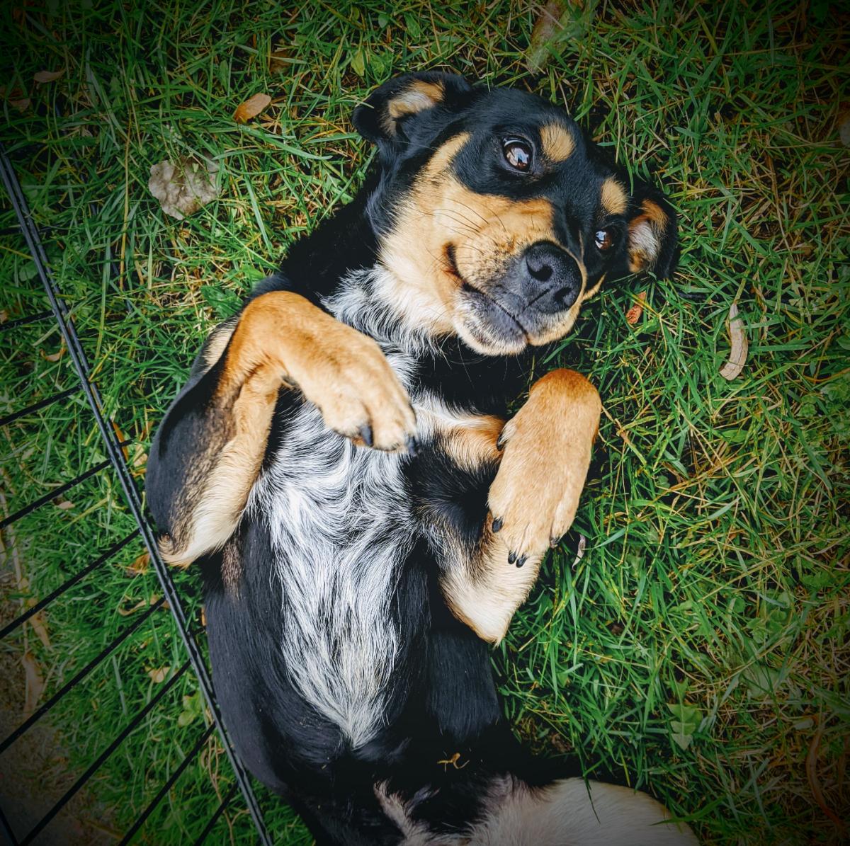Pieski do adopcji