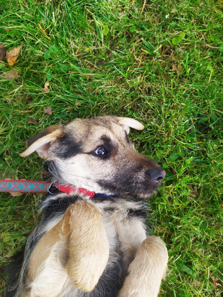 Pieski do adopcji