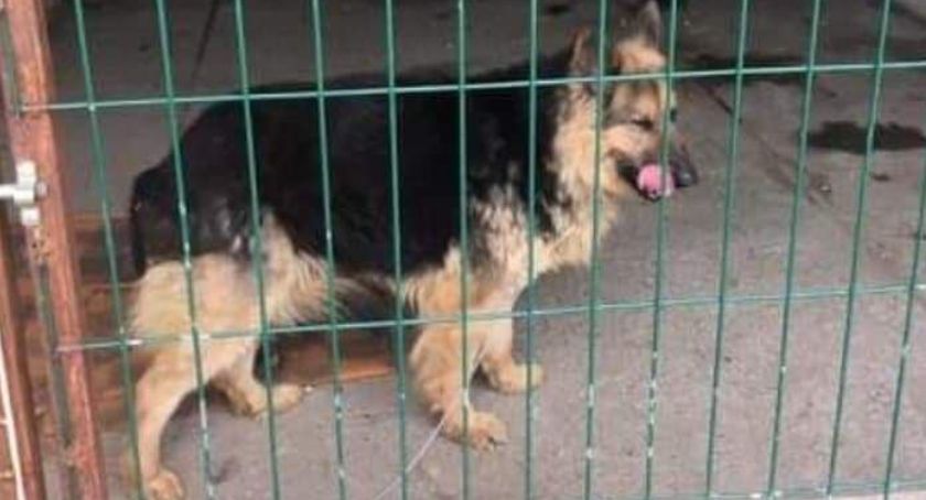 Zaginęła suczka w typie owczarka niemieckiego 