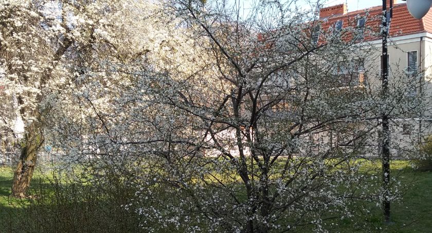 Wiosna w Trzebnicy