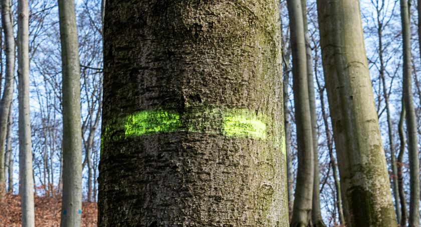 Zakaz wstępu do lasów