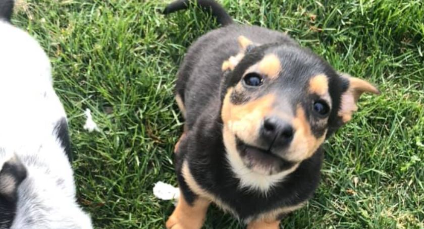 Piesek do adopcji!