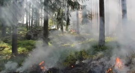 Lasy Państwowe apelują: stop wypalaniu traw!