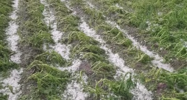 Burza nad gminą Żmigród. Rolnicy ponieśli dotkliwe straty