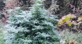 Plantacja konopi głęboko ukryta w lesie
