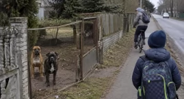 Agresywne psy na ulicy. Mieszkańcy boją się tam chodzić