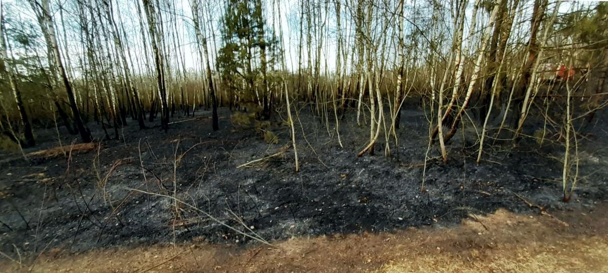 Nasze lasy na czarnej liście. Dzwonek bije na alarm coraz głośniej