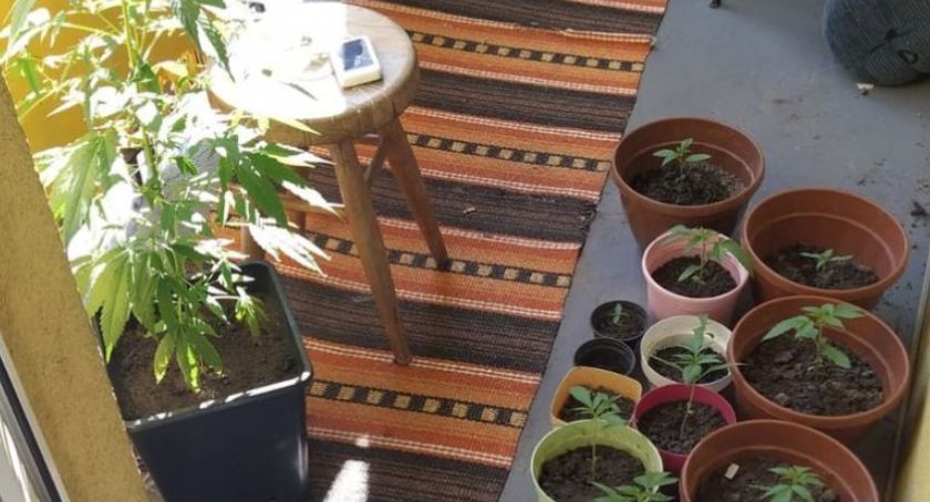 Zamiast surfinii i pelargonii. Na tytuł plantatora roku z pewnością nie zasłużyła [ZDJĘCIA]