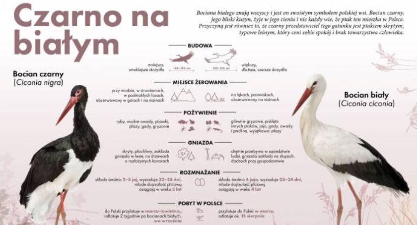 Kolejna strefa ochrony bociana czarnego