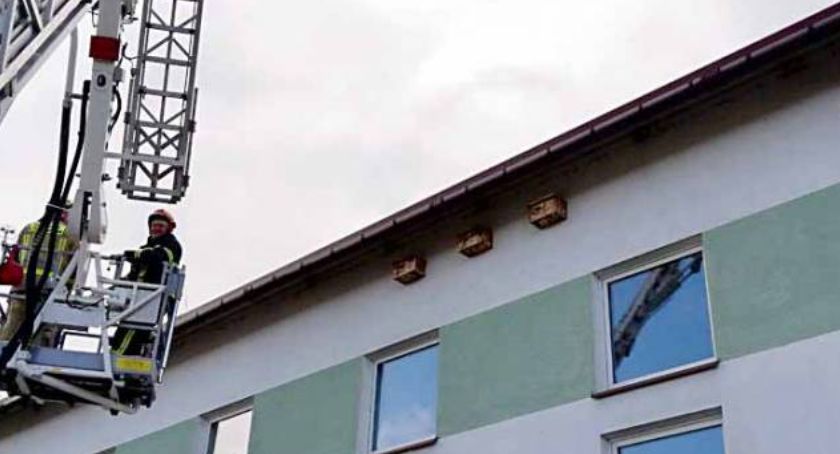 Jerzykowe Starachowice - pomysł na komary