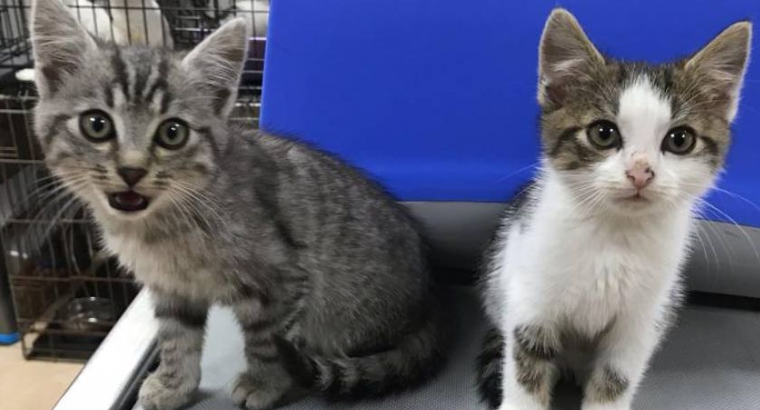 Kotki i pieski do adopcji. Zobacz jakie piękne