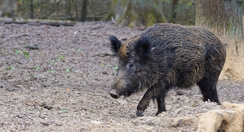 Dużo dzików do odstrzału w powiecie starachowickim