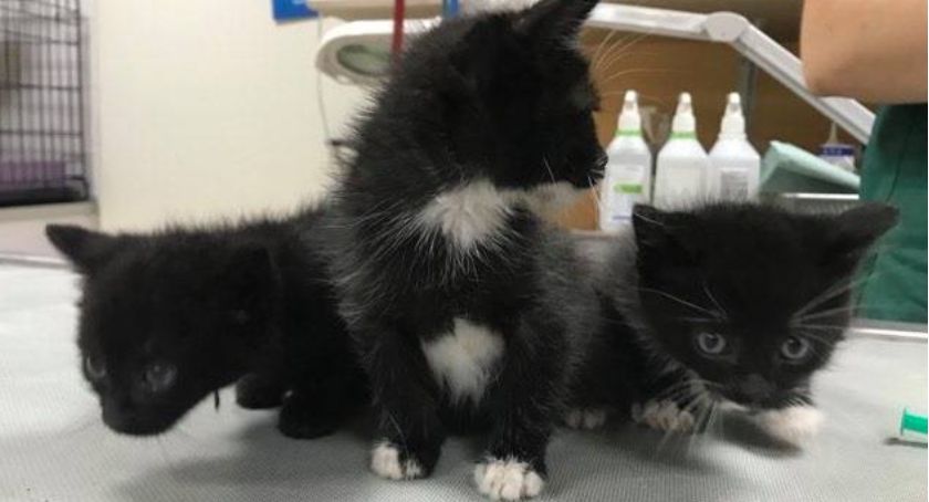 Pacino, Piccolo i Pepsi czekaja na adopcję