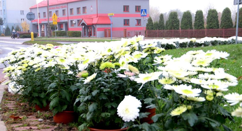 Starachowice z pomocą producentom kwiatów i handlowcom