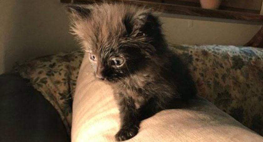 Pontiac czeka na dobre serce. Zobacz jakie inne piękne pieski i kotki czekają na adopcję