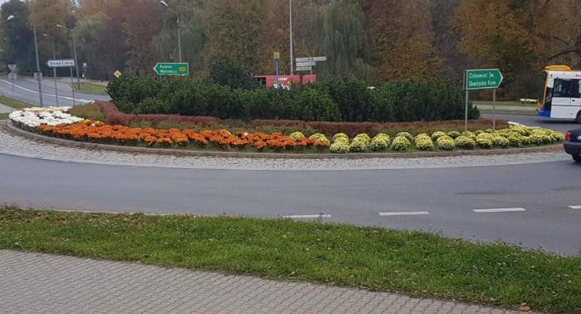 Chryzantemy zmarniały...