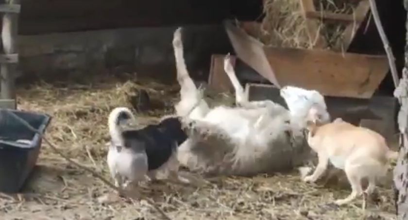  Na terenie Sanktuarium w Kałkowie Godowie. Koszmar owcy zaatakowanej przez agresywne psy