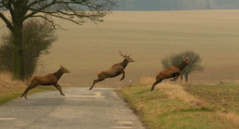 Stop nieetycznym zbieraczom poroża