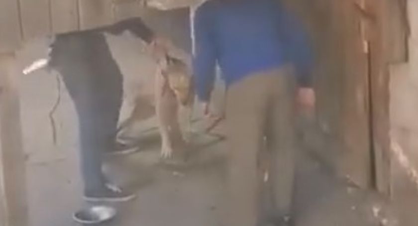 Wolontariusze fundacji oraz policjanci w akcji. Kto bestialsko potraktował psa?
