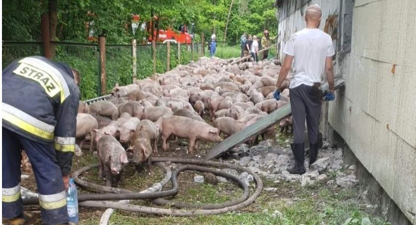 Gigantyczny pożar chlewni na terenie gminy Iłża. Śmierć 400 bezbronnych zwierząt
