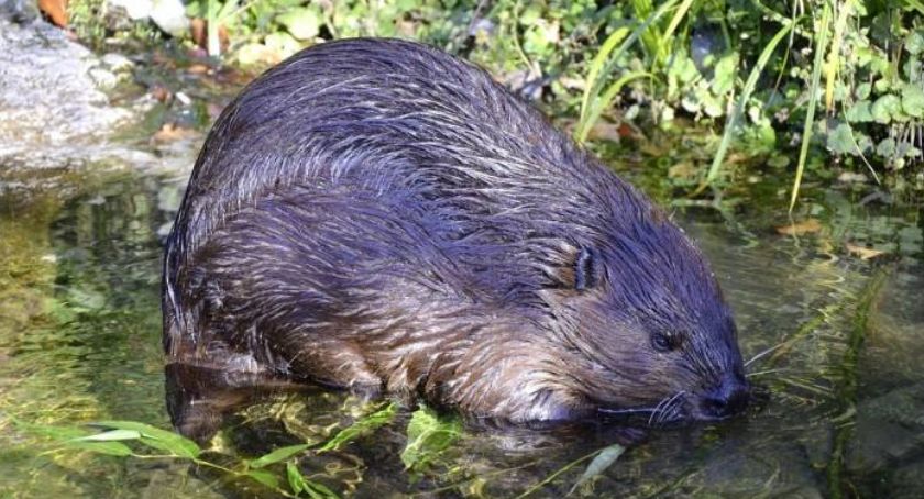 Jakie zwierzęta mamy pod ochroną?