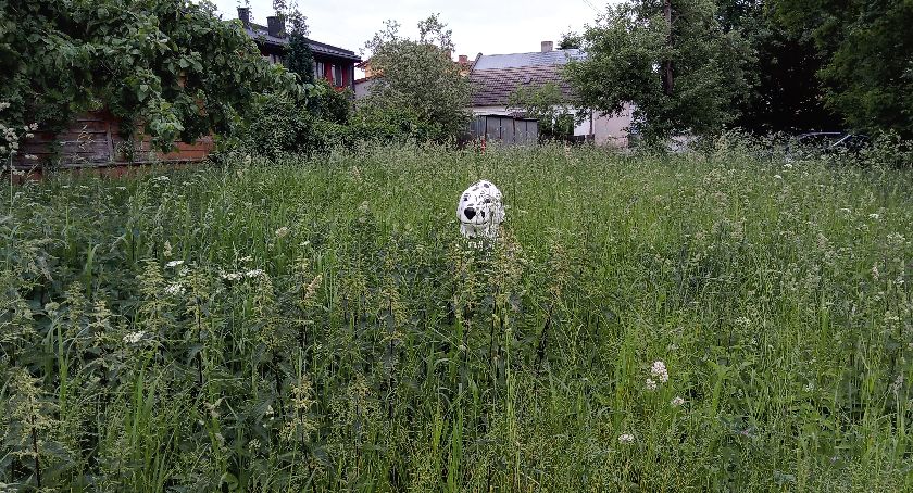 Starachowice. Zarośnięte miasto
