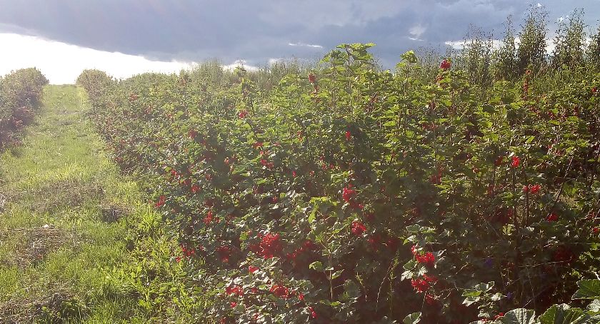 Kto chętny zbierać owoce i warzywa po cenach na skupie?