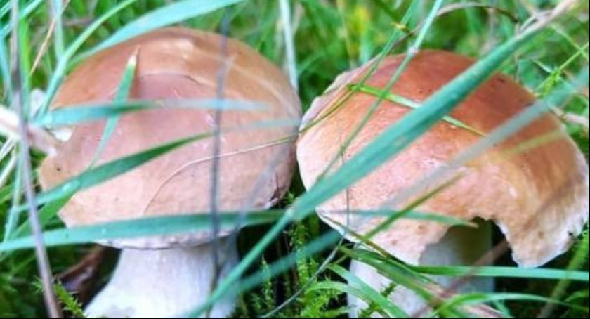 Grzybobrania nadszedł czas