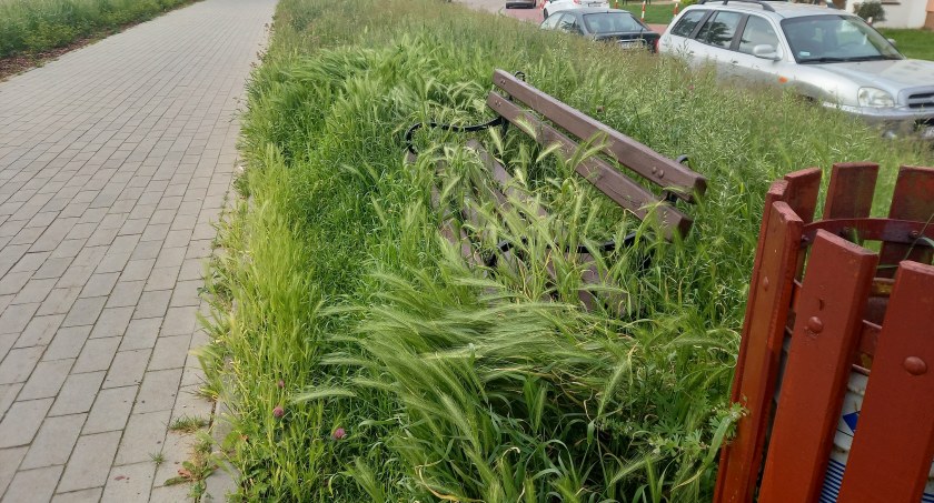 Spacer zarośniętą Al. Św. Jana Pawła II