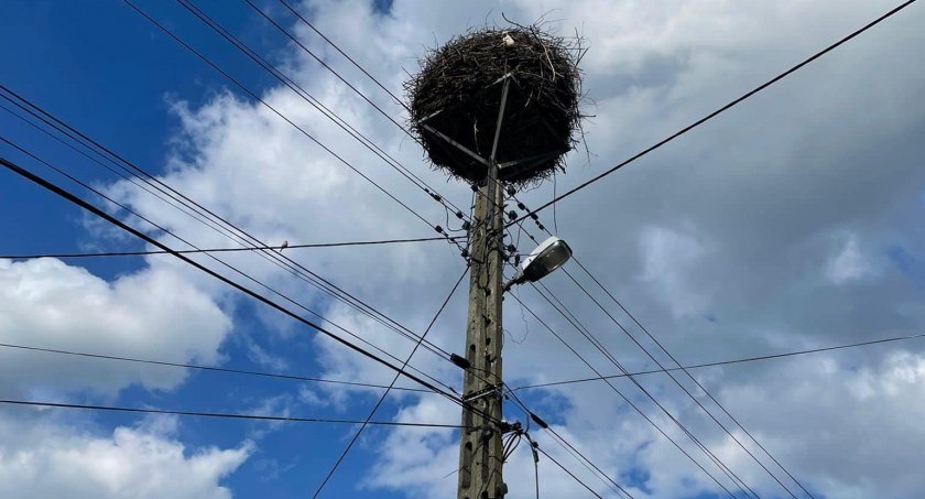 Niecodzienna interwencja strażaków. Bocian w niebezpieczeństwie
