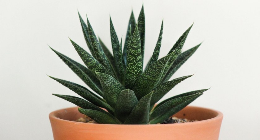 Dlaczego warto mieć pod ręką aloes w doniczce?