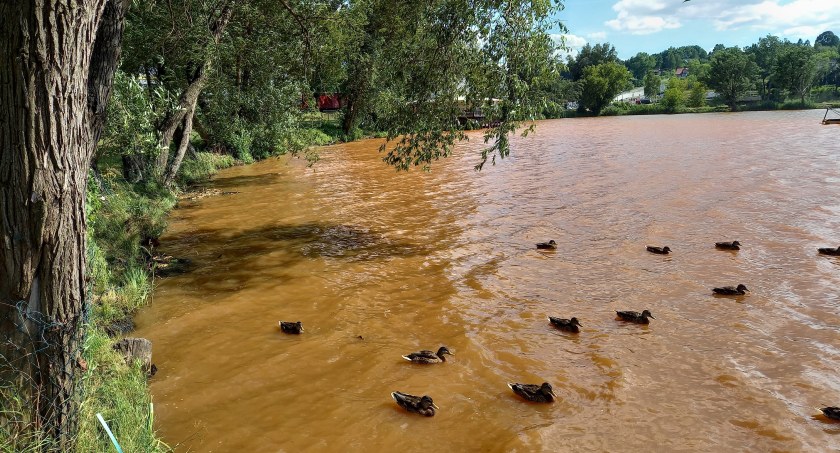 Pomarańczowa woda w rzece Kamienna w Starachowicach. Inspektorzy WIOŚ Kielce pobrali próbki [ZDJĘCIA]