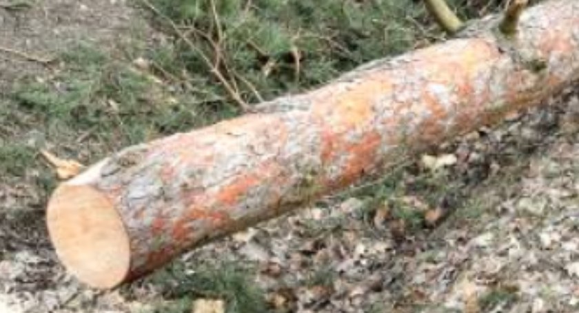 Zaniepokojeni planami potężnej wycinki drzew w Starachowicach