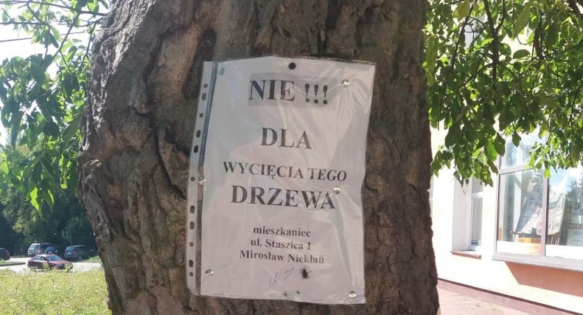Zielony protest. Mieszkaniec broni 60-letniego orzecha z ul. Staszica