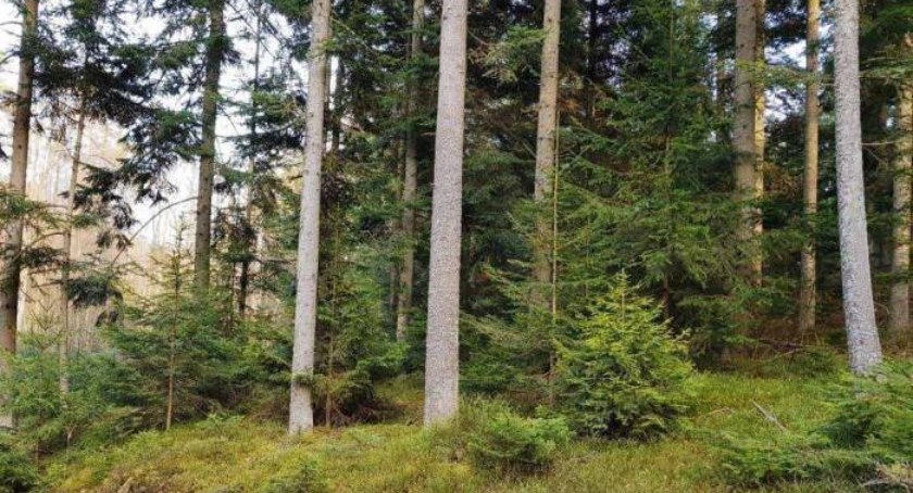 Mobilne fotopułapki pilnują śmieciarzy!