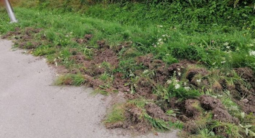 Dziki ryją przy Batalionów Chłopskich w Starachowicach