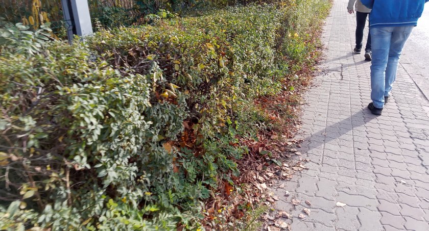 Starachowice. Pozarastane chodniki, że ciężko przejść