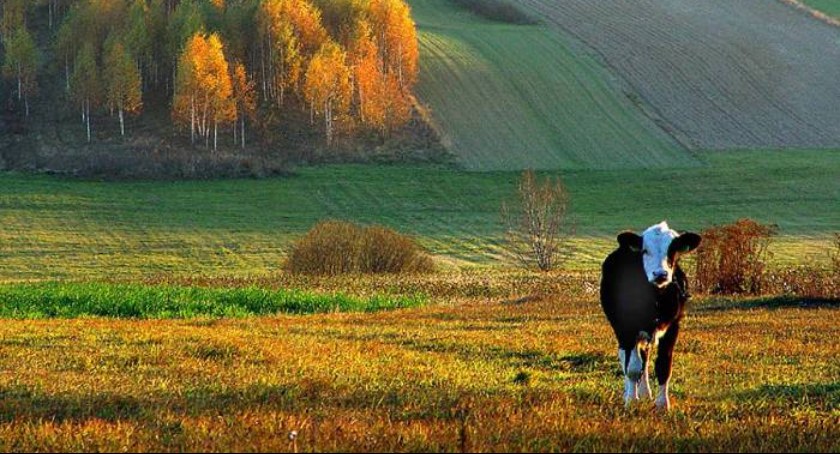 Wapnowanie gleb w mieście i na wsi