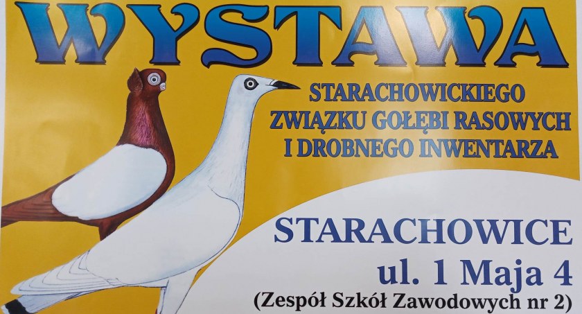 Wystawa gołębi w Starachowicach