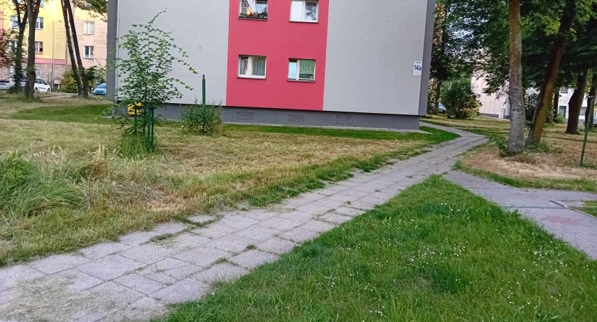 Widać efekty nie koszenia w Starachowicach