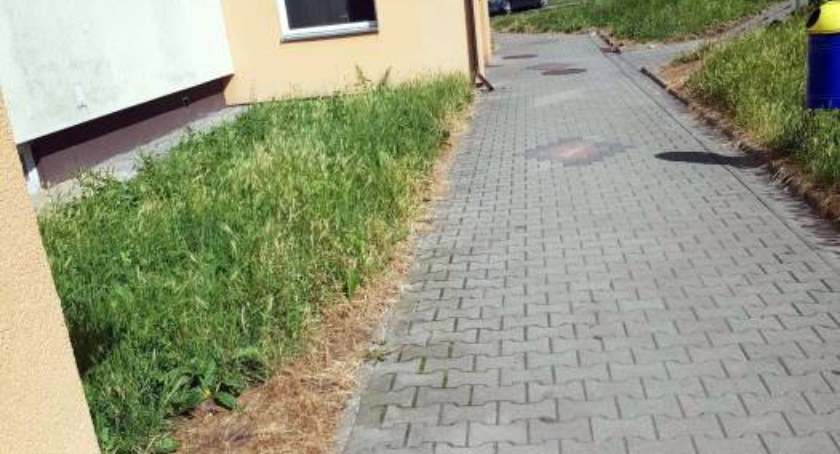 Szkodliwe opryski na osiedlach?