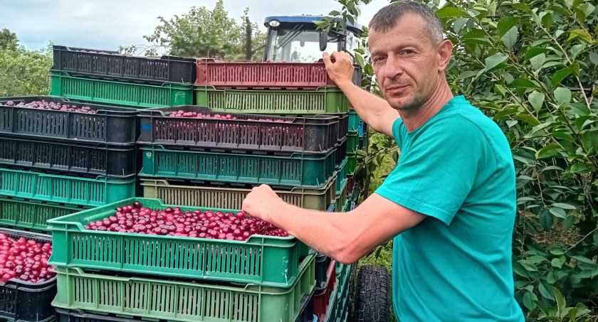  W gm. Pawłów już po wiśniach...