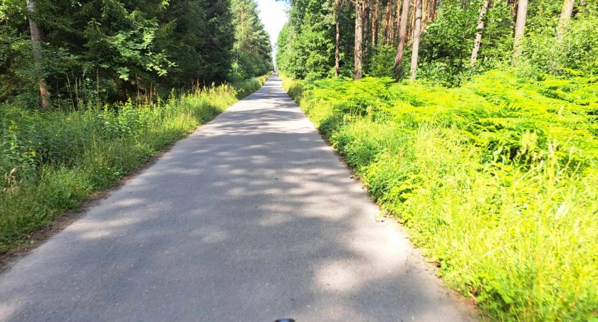 Ograniczenie prędkości w lesie – Bezpieczeństwo na leśnych drogach