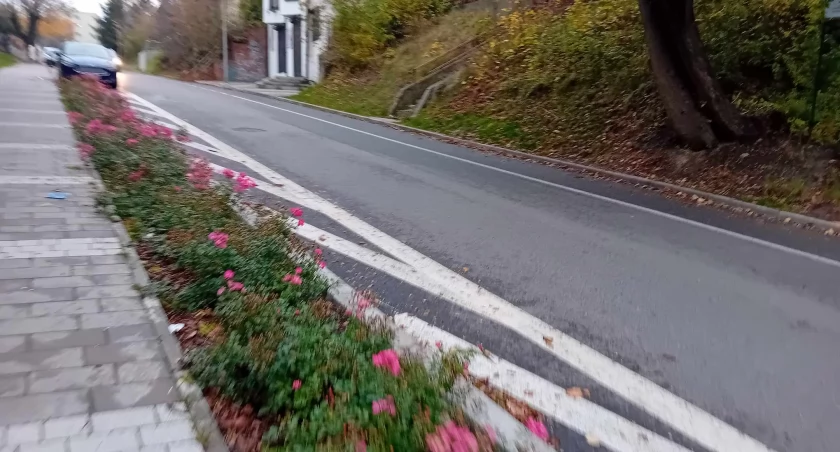 Sadzimy kwiatki za setki tysięcy złotych, a podwyższamy podatki i brakuje kasy na wynagrodzenia - tak tylko w Starachowicach