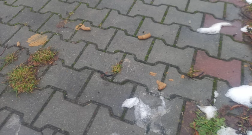 Psie kupy i śmieci na chodnikach Starachowic