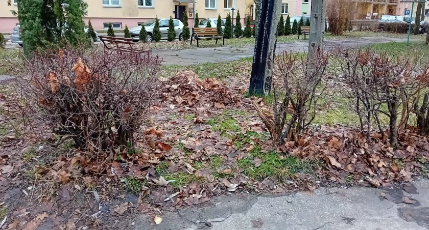 Niegrabione liście w Starachowicach... są dla jeży