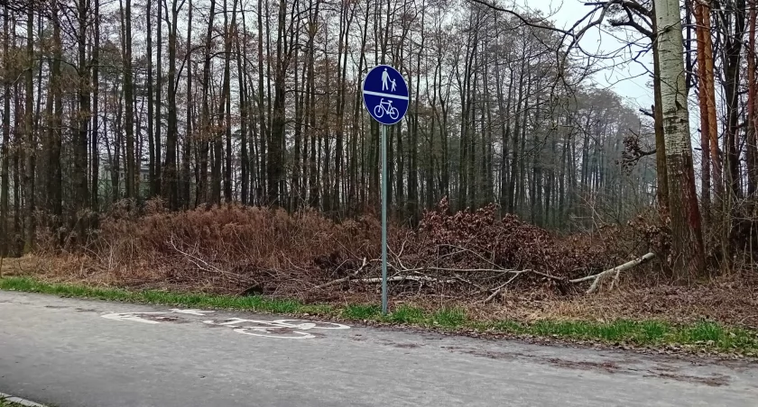 Kolejne drzewa do wycinki przy ul. Radomskiej w Starachowicach 