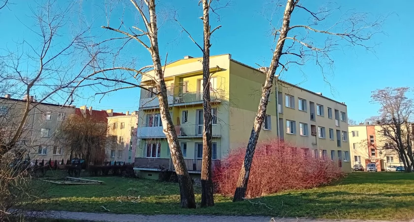 Schorowane drzewa na Majówce do wycinki