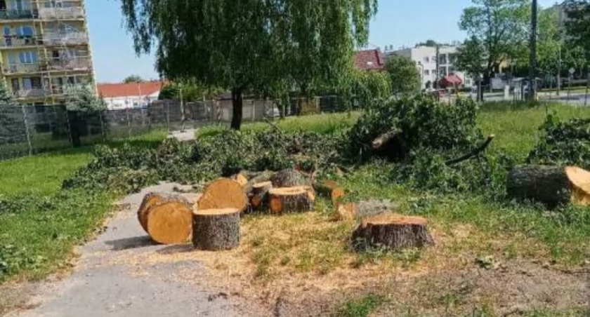 Czytelnicy interweniują. Tylko drzew szkoda