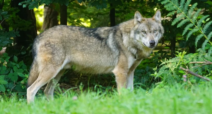 Nasz sąsiad wilk w Starachowicach